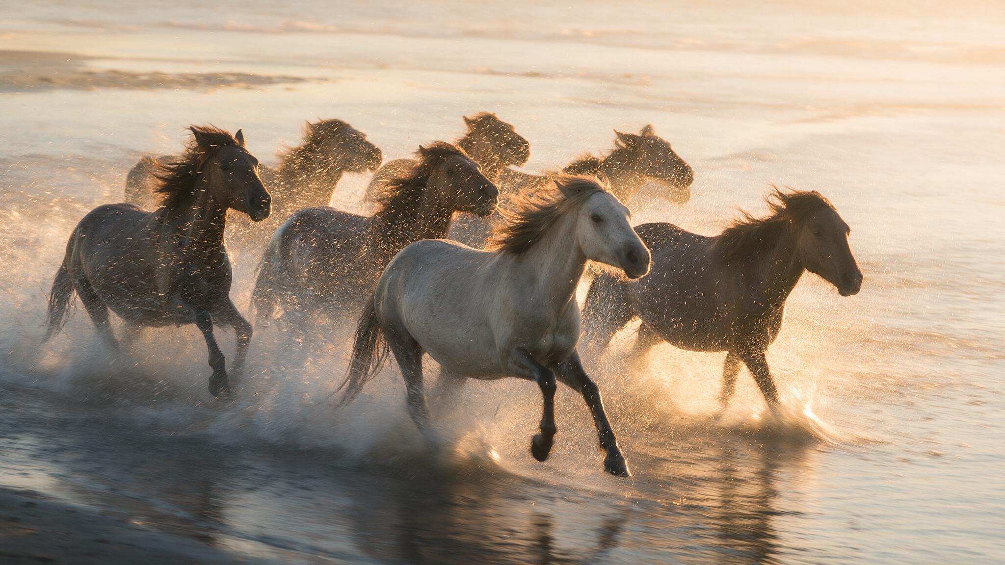 Wild horses charging through shallow surf at golden hour